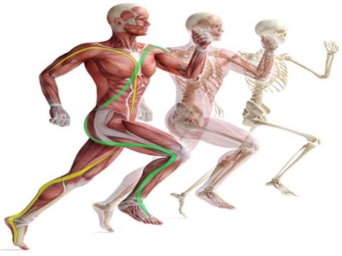 neurofisiologia-movimento